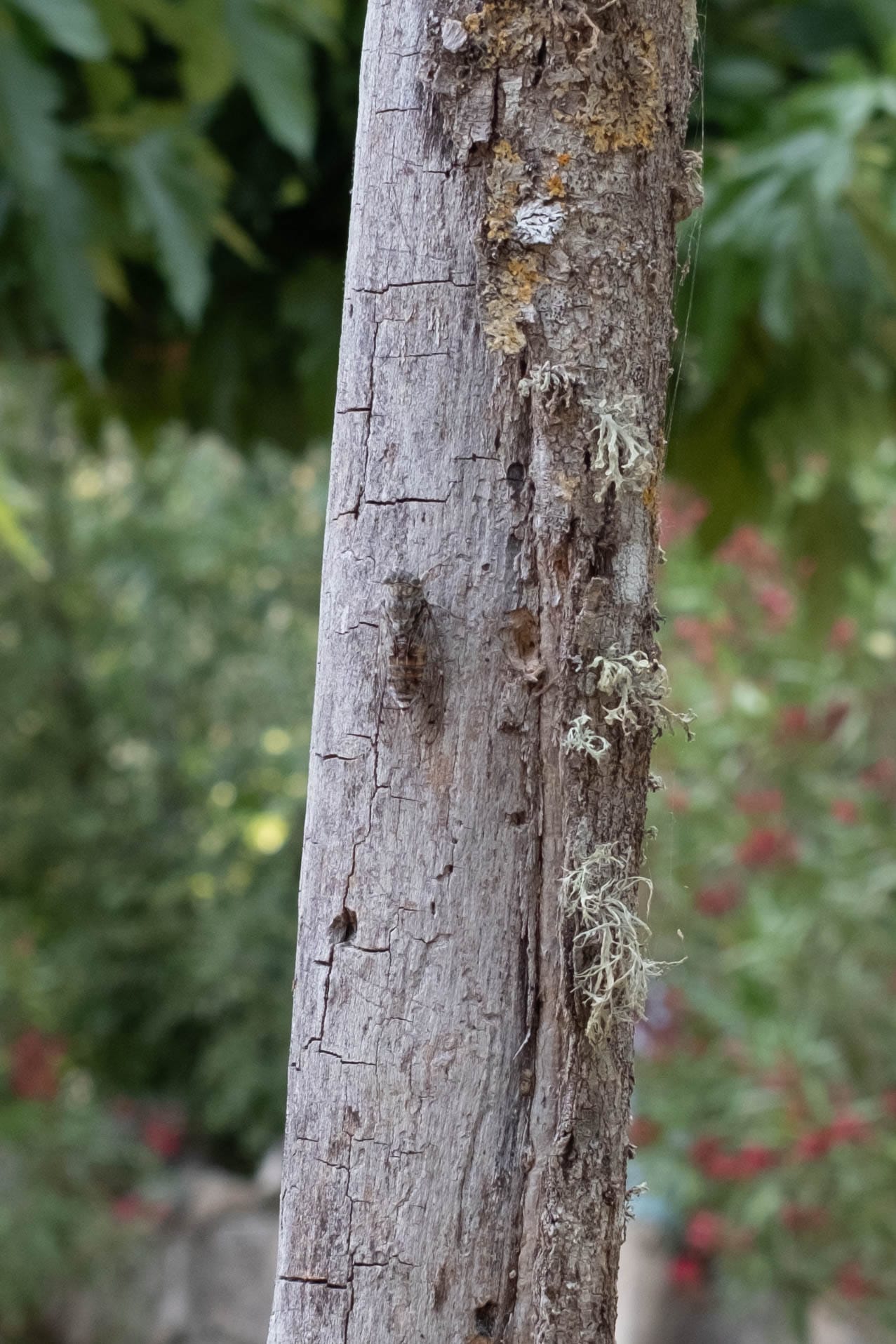 Cigale en train de frotter ses ailes sur un arbre.